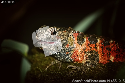 Image of Chinese Crocodile Lizard (Shinisaurus Crocodilurus)