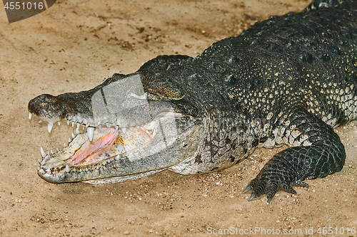 Image of Crocodile with Open Jaws