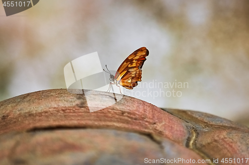 Image of Butterfly on Turtle Shell