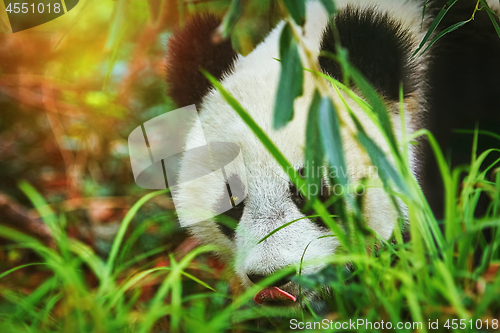 Image of Panda in the Grass