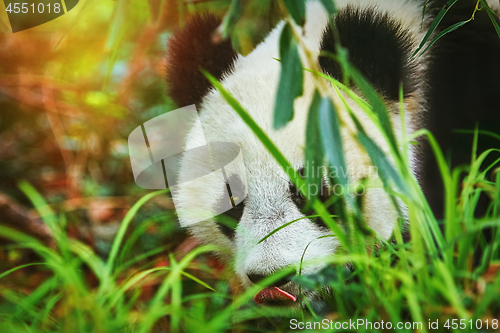 Image of Panda in the Grass