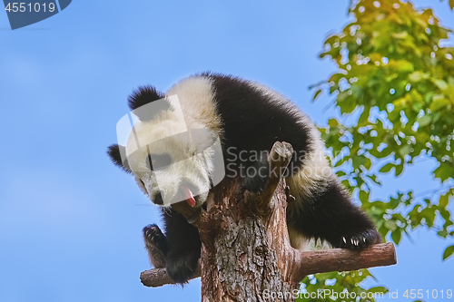 Image of Giant Panda at the Tree