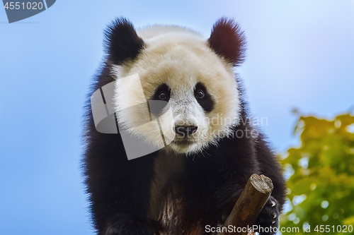 Image of Giant Panda at the Tree