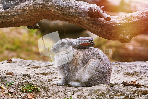 Image of Rabbit under Bough