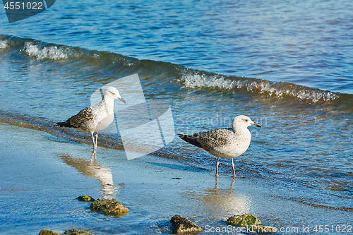 Image of Subadult European Herring Gulls 