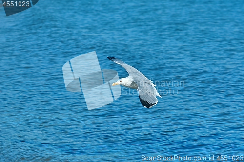 Image of European Herring Gull