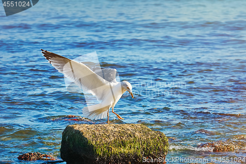 Image of European Herring Gull