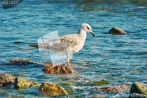 Image of Subadult European Herring Gulls 