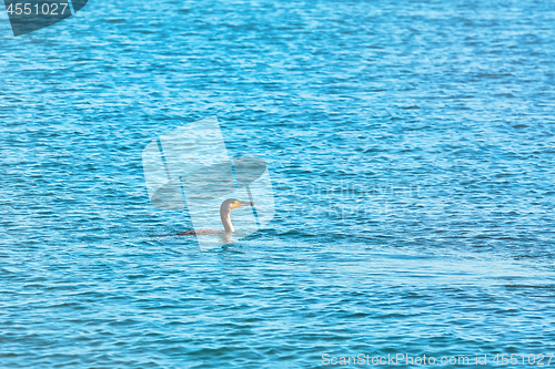 Image of Double-crested Cormorant (Phalacrocorax Auritus)