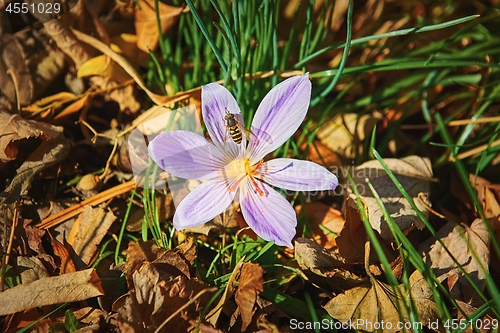 Image of Bee in the Crocus