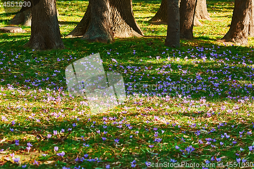 Image of Glade of Crocuses