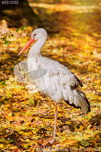 Image of Stork in Autumn