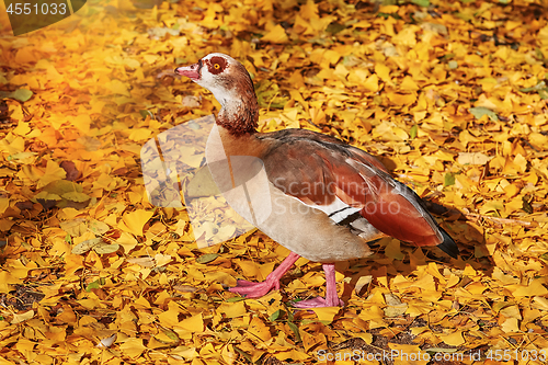 Image of Egyptian Goose (Alopochen Aegyptiaca)