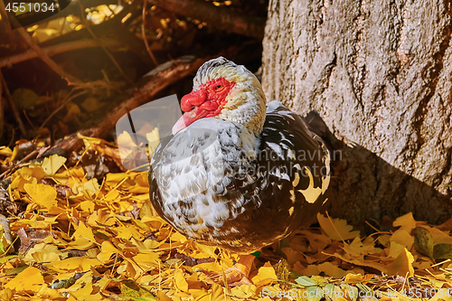 Image of Muscovy Duck (Cairina Moschata)