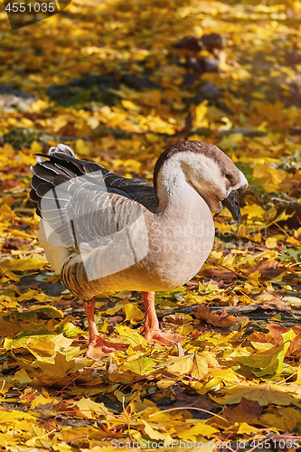 Image of Swan Goose (Anser Cygnoides)