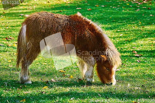 Image of Pony Grazing on a Lown