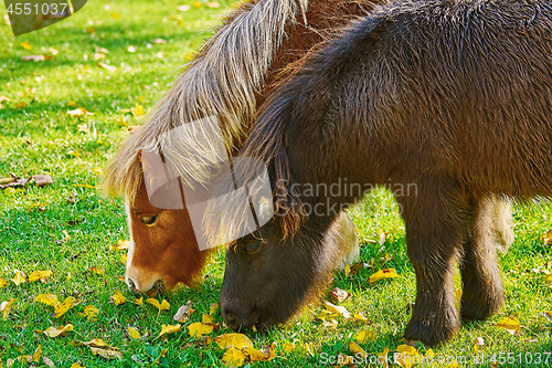 Image of Pony Grazing on a Lown