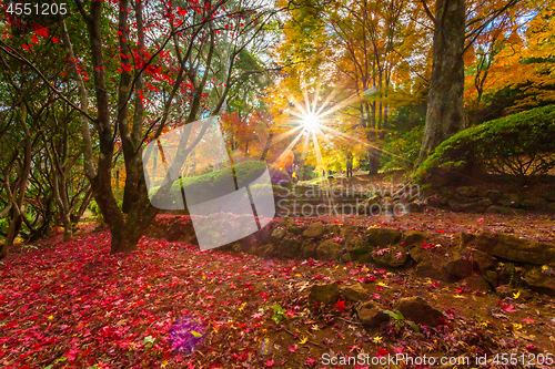 Image of Sun shining brightly through Autumn garden