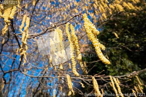 Image of some hazelnut blossoms for allergy illustrations