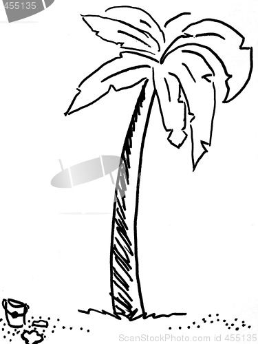 Image of palm