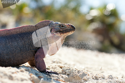 Image of exuma island iguana in the bahamas