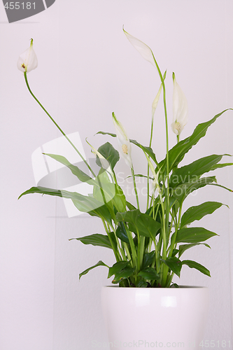 Image of Peace lily