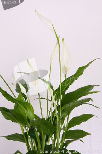 Image of Peace lily