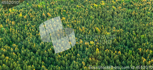 Image of aerial view of wild spruce-fir forest in summer