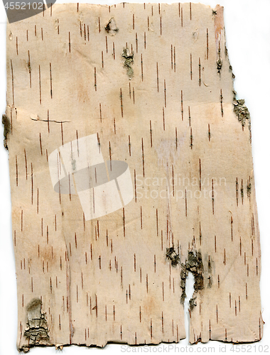 Image of white birch bark backdrop frame texture pattern close-up