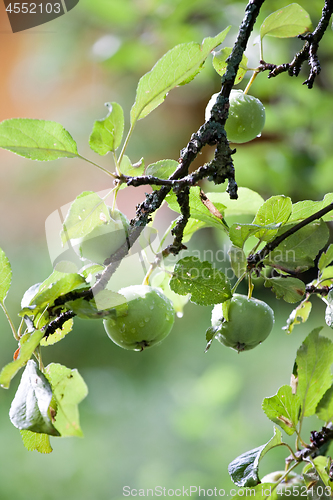 Image of green apples hanging on tree branch