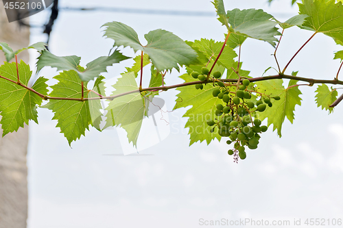 Image of Bunch of grapes with green leaves