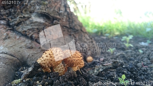 Image of Beautiful toxic mushrooms at the forest