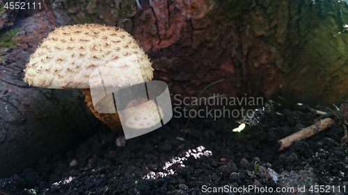 Image of Beautiful toxic mushrooms at the forest