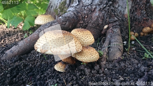 Image of Beautiful toxic mushrooms at the forest