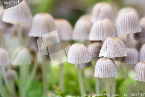 Image of Beautiful toxic mushrooms at the forest, macro shot.