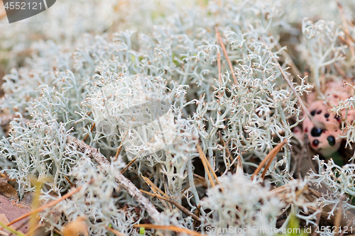 Image of Macro shot of white reindeer moss