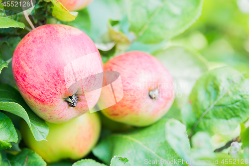 Image of Red apples on apple tree