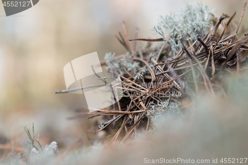 Image of White reindeer moss photo