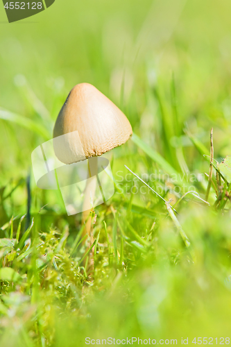 Image of Beautiful toxic mushroom