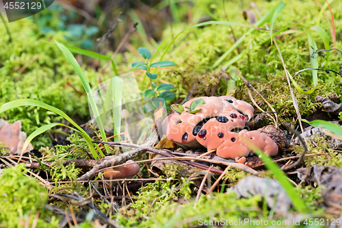 Image of Hydnellum peckii - mushroom in mossy forest