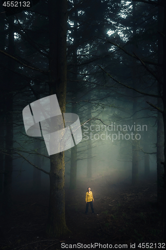 Image of Walking in a forest on a foggy morning