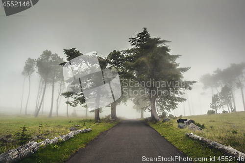 Image of Road on a foggy morning 