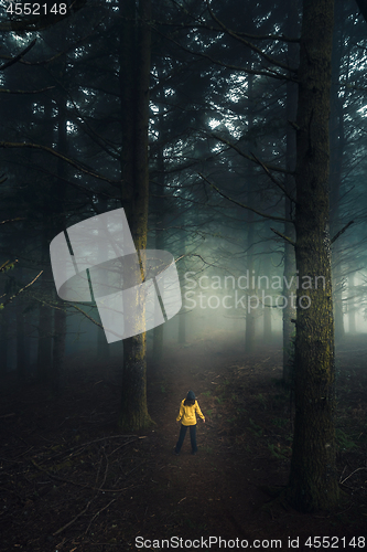 Image of Walking in a forest on a foggy morning