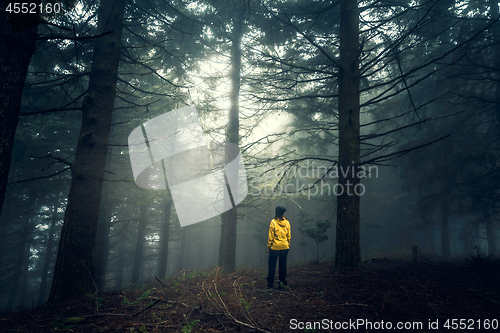 Image of Traveler looking to a forest