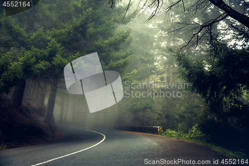 Image of Beautiful road in the middle of a forest