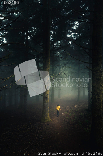 Image of Walking in a forest on a foggy morning