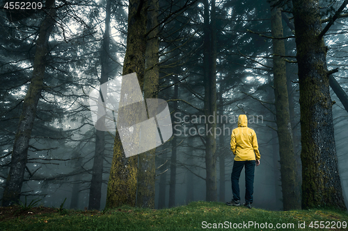 Image of Traveler looking to a forest