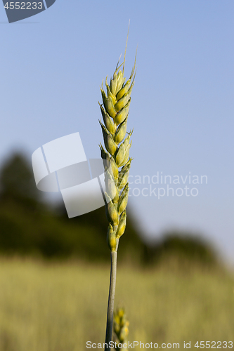 Image of green unripe cereal