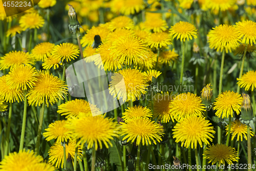 Image of yellow dandelions in spring