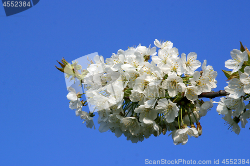 Image of Close up of fruit flowers in the earliest springtime